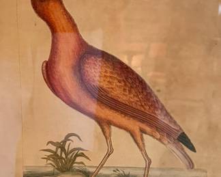 Catesby 1754, Vol. 1 Pl. 84, The Red Curlew
Antique original hand-colored engraving | circa 1754 | 20 ¼ x 14 ¼ inches