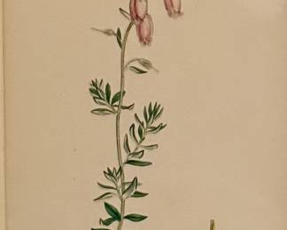 ANTIQUE Botanical Print - James Sowerby - Erica Daboecia 1860-70