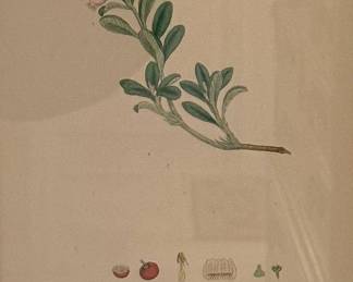 Antique Print - James Sowerby - Arbutus Uva-ursi - Red Trailing Arbutus 1800s