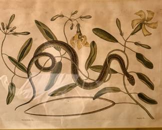 FINE ART ENGRAVING “The Green-Spotted Snake" by Mark Catesby, dating back to 1754