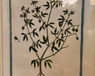 ANTIQUE Fagonia cretica…entire flowering and fruiting plant with separate fruit and seed circa 1860