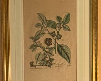François Nicolas Martinet 18th Century Antique Botanical Engraving