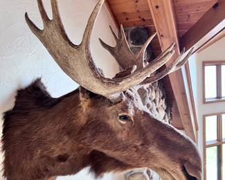 MOOSE HEAD MOUNT