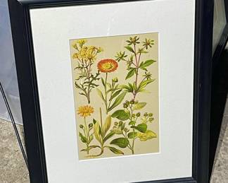 Botanical Framed Print