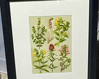 Botanical Framed Print