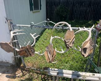 Deer horns