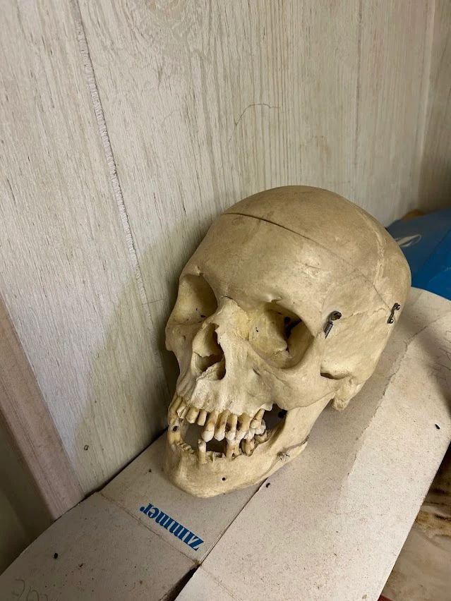 Real Human Teaching Skull