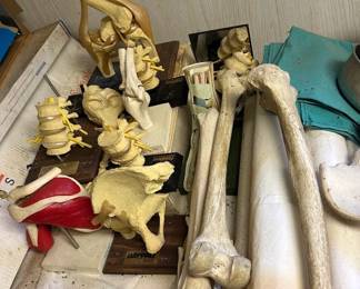 Vintage Medical Real Human bones & plastic teaching spinal parts