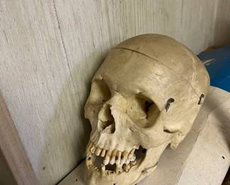 Real Human Teaching Skull
