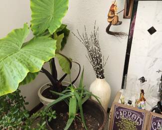 Plants
