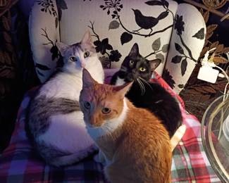 Rollin, Apollo, Lotus ! I was reported to EstateSales.net for selling live animals!! These are MY family Pets! I have been putting up our family pet pictures at the end of of pics for the person who’s “ concerned” put your valuable time more useful! The PETS ARE NFS.