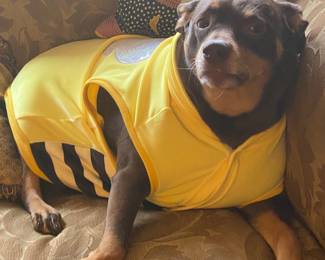 Zelda!! She is our family dog! She is adorable!! We hope you enjoyed looking at sale pictures & then a few cute family pets! Zelda is NFS!