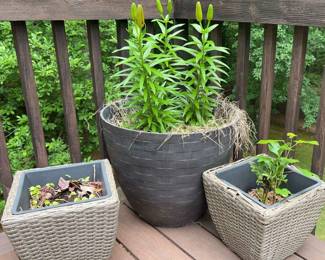 Outdoor Plant Set
