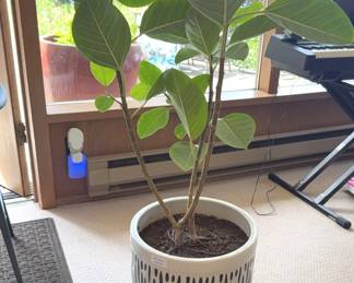 Large Houseplant in Ceramic Pot w/Ceramic Liner