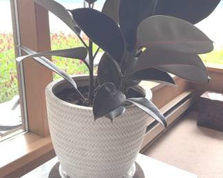 Live Rubber Tree in Ceramic Planter