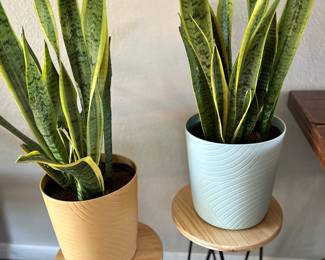 Indoor plants