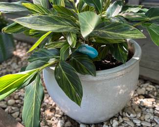 Large planter