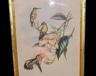Antique JOHN GOULD Litho GOLDEN THROATED HUMMINGBIRDS