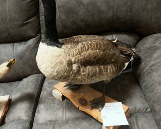 #116 Vintage Taxidermy Canadian Geese Standing 2'x2' $125.00