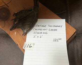 #116 Vintage Taxidermy Canadian Geese Standing 2'x2' $125.00