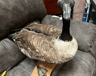 #116 Vintage Taxidermy Canadian Geese Standing 2'x2' $125.00