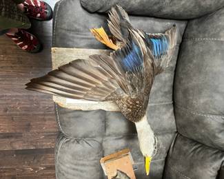 #117 Vintage Taxidermy blue-Wing Teal in Flight on Barn Wood 15'x10' Wing Span 27" Tip to tail 21" $75.00