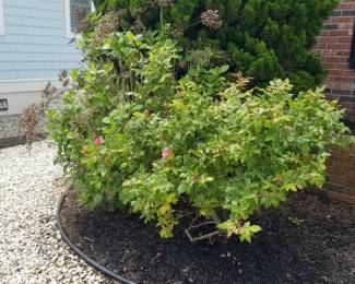 Hydrangeas
