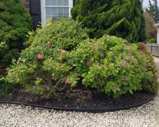 Rosebushes; hydrangeas