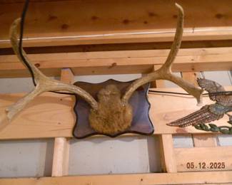 antlers