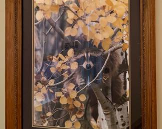 "Racoon" Signed & Numbered Photograph