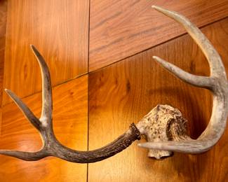 Antlers