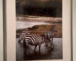 Zebra's Framed Photograph