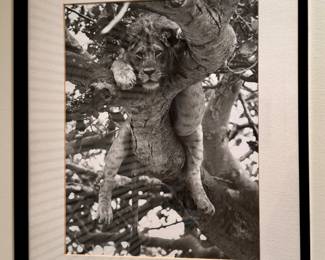 "Lounging Lion" Framed Photograph
