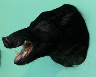 Large Boar taxidermy 
