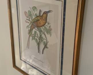 Bird lithos