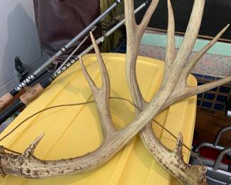Stag antlers