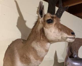 Large pronghorn antelope taxidermy