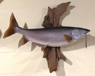Impressive fish taxidermy