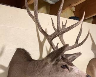 Huge stag mount taxidermy