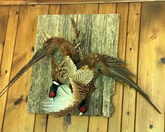 Antique taxidermy pheasants