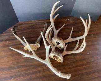 Whitetail Deer Antlers More