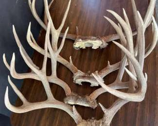 Mule Deer Antlers