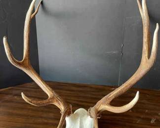 Elk Antlers