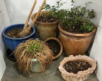 Plenty Of Plants