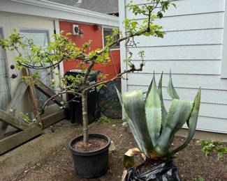 Dwarf Apple and Agave Plant