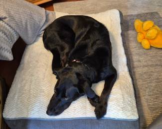KONA IS NOT FOR SALE!!