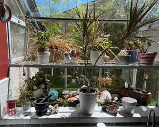 Window plants