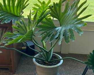 Beautiful plants