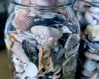 Lots of seashells!