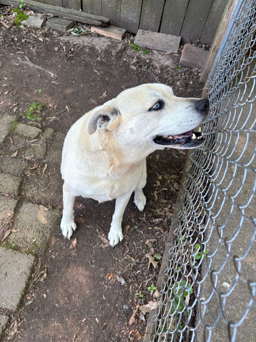 My name is Jenna. I am about 6 years old (which is about 45 in dog years.) I am super friendly and have a sweet disposition. I love it outside. I am looking for a new home.